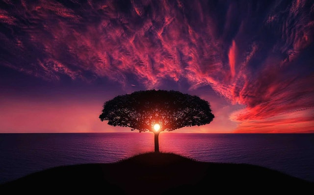 Strom na pobreží mora, za ním je západ slnka a červená obloha.jpg