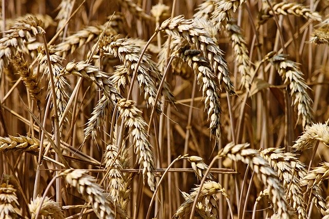 Obilniny, pšenica.jpg